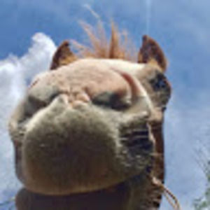 Meet your Posher, Harmony